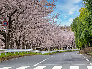 道路沿いの水無川の桜。