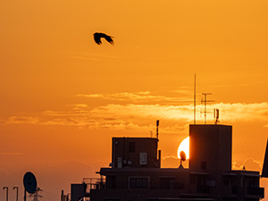 夕陽の撮影中、鳥が写り込んでしまった例。