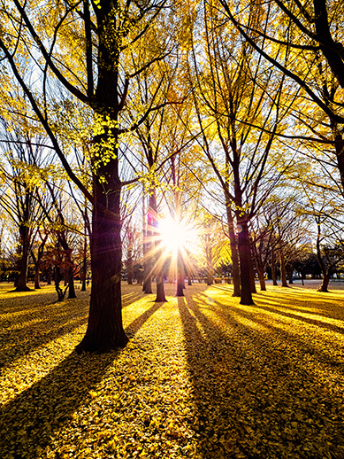 銀杏の絨毯、 晩秋の代々木公園を撮る。